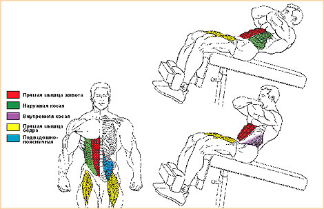 Cкручивания на скамье головой вниз. Анатомия